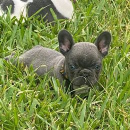 French Bulldog Puppies from Oakmont Frenchies