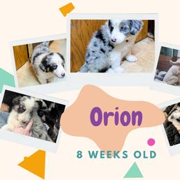 Australian Shepherd and Great Dane Puppies from AEW Farm