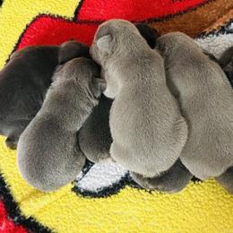 French Bulldogs from Bay Breeze Kennel
