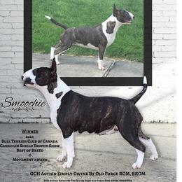SMOOCHIE - Bull Terrier