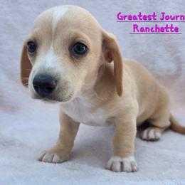 Dachshund Puppies from Greatest Journey Ranchette