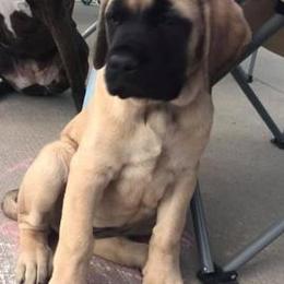 Mastiffs from Clearbrook Mastiffs