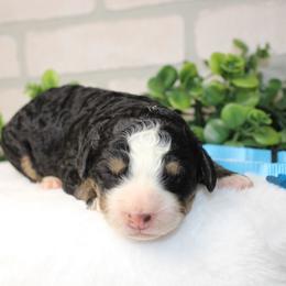 Teal - Tri-color female Bernedoodle puppy in Mississippi from Ewing Acres