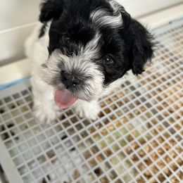 Havanese Puppies from PNW Havanese