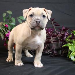Purple Collar - Blue fawn female American Bully puppy in Easton, Maryland from Night Court Bullies