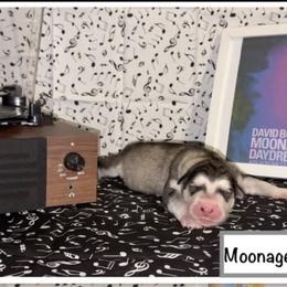 Moonage Daydream - Seal and white female Alaskan Malamute puppy in Easton, Maryland from Stars Howl-O Kennels by FurEver Friends Inc