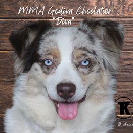 Diva  - Australian Shepherd