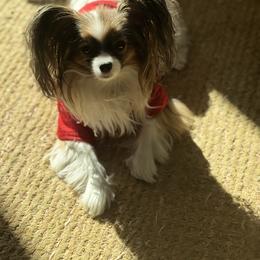 Papillon Puppies from Papillons in the Pines