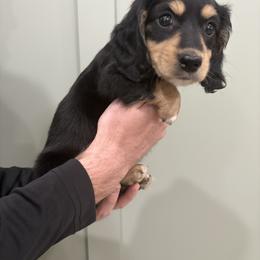 Mr Biscuit - Black and cream male Dachshund puppy in Mesa, Arizona from Schmidt’s Doxies N Doodles