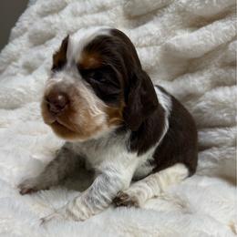 Green boy - Tri-Roan male English Springer Spaniel puppy in Fairfield, California from Goldridge Springers