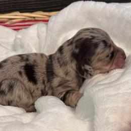 Uno - Dapple male Dachshund puppy in Dothan, Alabama from Little House Pups