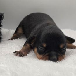 Opie - Black and tan male Chihuahua puppy in Clinton, Missouri from RockyTop Hearts