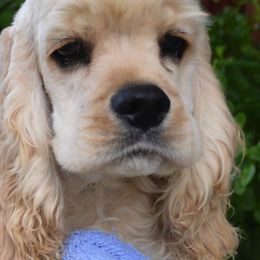 Cocker Spaniels and Poodles from Stanfield Farms