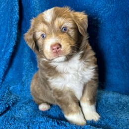 Boy 1 - Red male Toy Australian Shepherd puppy in Hokes Bluff, Alabama from Alegria Toy Aussies