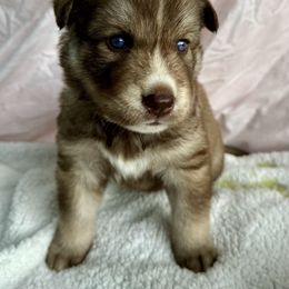 Siberian Husky Puppies from Southern Siberian Huskies of SW Florida