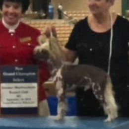 Eclipse - Chinese Crested