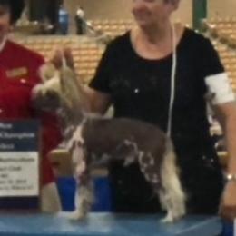 Eclipse - Chinese Crested
