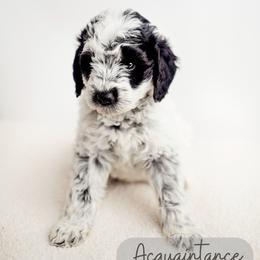 Acquaintance - Parti female Goldendoodle puppy in Athens, Alabama from Brewing Doodles