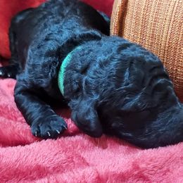 Poodle Puppies from Ma-n-Pawz