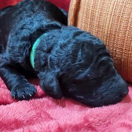 Poodle Puppies from Ma-n-Pawz