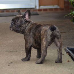 French Bulldog Puppies from Haas Frenchies LLC
