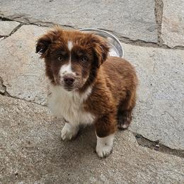 Boy 5 - Red tri male Miniature Australian Shepherd puppy in New Plymouth, Idaho from D & L Mini Aussies