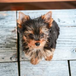 Yorkshire Terrier Puppies from Essence of Grace Yorkies