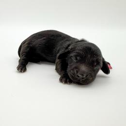 Blossom (AKC solid black) - Black female Dachshund puppy in Waddell, Arizona from Neu Doxies