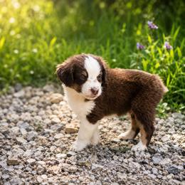 Anthony - Red tri male Miniature Australian Shepherd puppy in Macomb, Missouri from Faunus Farms and Aussies