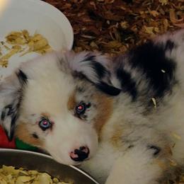 Australian Shepherd Puppies from High Desert Aussies