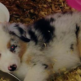 Australian Shepherd Puppies from High Desert Aussies