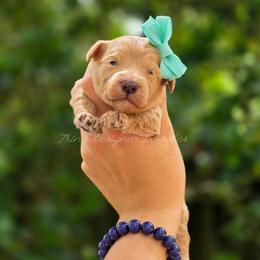 Carina - Red female Aussiedoodle puppy in Centreville, Mississippi from Trin's Designer Doodles