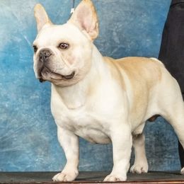 French Bulldog All Grown Up from Iron Oak Frenchies