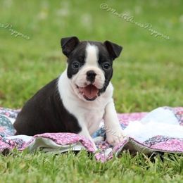 Beagle and Boston Terrier Puppies from Marti Acres ~ Boston Terrier & Beagles