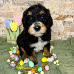 Ronan - Tri-color male Bernedoodle puppy in Midland, Michigan from Northern Charm Farm