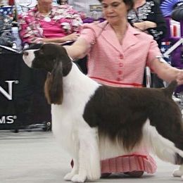 English Springer Spaniels from Coastal English Springers