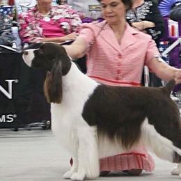 English Springer Spaniels from Coastal English Springers