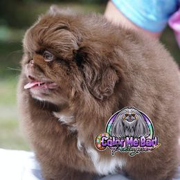 Pekingese Puppies from Color Me Bad Pekingese