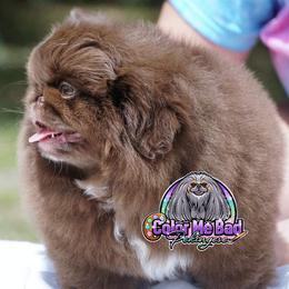 Pekingese Puppies from Color Me Bad Pekingese
