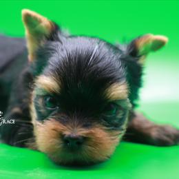 Yorkshire Terrier Puppies from Essence of Grace Yorkies