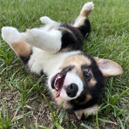 Pembroke Welsh Corgi Puppies from Kern River Corgis