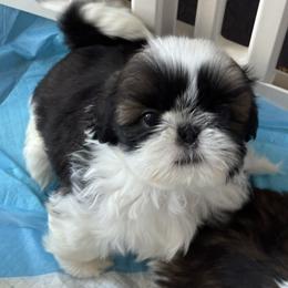 Jeanie - Red and white female Shih Tzu puppy in Redmond, Oregon from Jazzie Shih Tzu