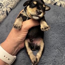 Grey Collar - Black and silver male Miniature Schnauzer puppy in Sugar Land, Texas from Silver Paw Ranch