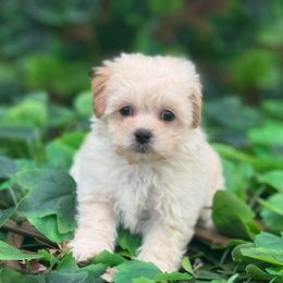 Sofia - Apricot female Maltipoo puppy in Oakland, Kentucky from Imperial Dogs
