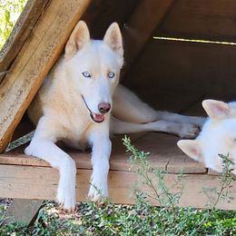 Everest - Siberian Husky