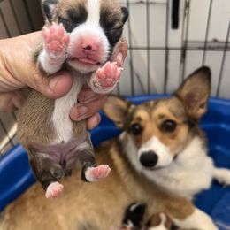 Piper - Pembroke Welsh Corgi