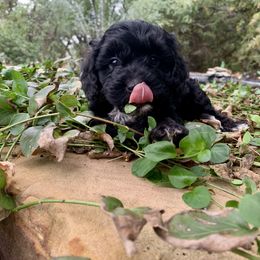 Cavapoo, Cockapoo, Goldendoodle, and Maltipoo Puppies from Perdue Puppies