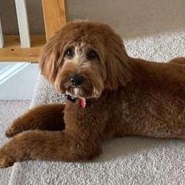 Reese - Goldendoodle