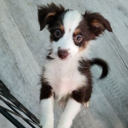 OLIVE (she responds to this name) - Red tri female Toy Australian Shepherd puppy in Norwood, Missouri from Looney Farm’s Toy & Mini Aussies
