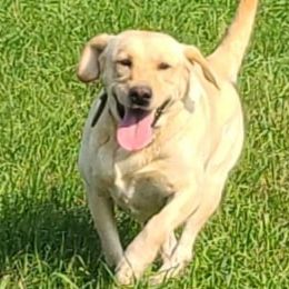 Labradoodles and Labrador Retrievers from Royal Lead Labradors